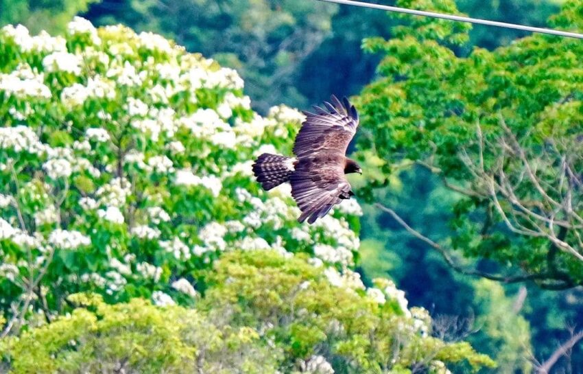 臺灣博物館必看展覽 微笑天梯眺望市區美景、松柏嶺感受茶香，沿著八卦山休閒軸玩南投！ 10 2023