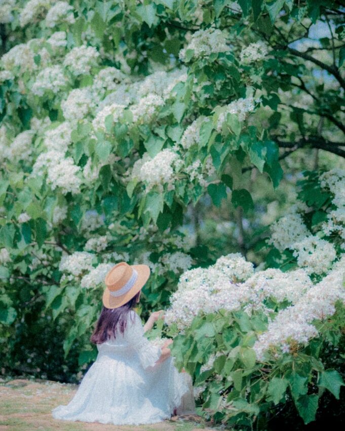 春季賞花景點