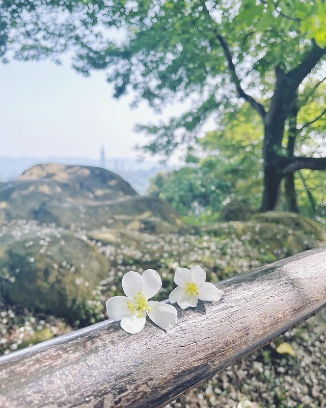 奧萬大 全台油桐花景點推薦│油桐花季,浪漫五月雪,全台賞油桐花秘境通通在這裡! 奧萬大 2023 油桐花,油桐花季,全台油桐花,油桐花景點,北部油桐花,中部油桐花,苗栗油桐花,南部油桐花,東部油桐花,台北油桐花,桃園油桐花,新竹油桐花,南投油桐花,嘉義油桐花,台中油桐花,彰化油桐花,雲林油桐花,台南油桐花,台東油桐花,花蓮油桐花,宜蘭油桐花