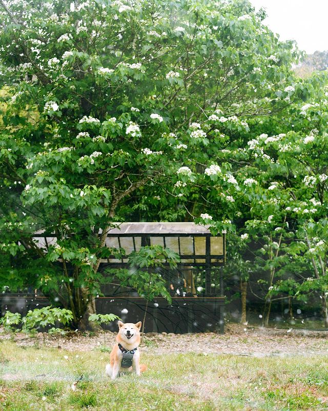 奧萬大 全台油桐花景點推薦│油桐花季,浪漫五月雪,全台賞油桐花秘境通通在這裡! 奧萬大 2023 油桐花,油桐花季,全台油桐花,油桐花景點,北部油桐花,中部油桐花,苗栗油桐花,南部油桐花,東部油桐花,台北油桐花,桃園油桐花,新竹油桐花,南投油桐花,嘉義油桐花,台中油桐花,彰化油桐花,雲林油桐花,台南油桐花,台東油桐花,花蓮油桐花,宜蘭油桐花