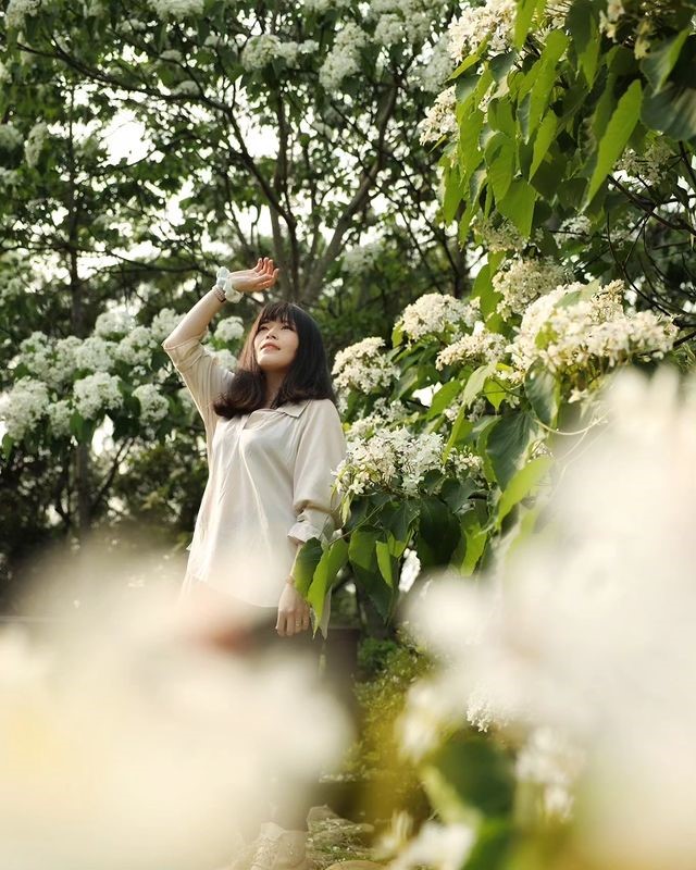 奧萬大 全台油桐花景點推薦│油桐花季,浪漫五月雪,全台賞油桐花秘境通通在這裡! 奧萬大 2023 油桐花,油桐花季,全台油桐花,油桐花景點,北部油桐花,中部油桐花,苗栗油桐花,南部油桐花,東部油桐花,台北油桐花,桃園油桐花,新竹油桐花,南投油桐花,嘉義油桐花,台中油桐花,彰化油桐花,雲林油桐花,台南油桐花,台東油桐花,花蓮油桐花,宜蘭油桐花