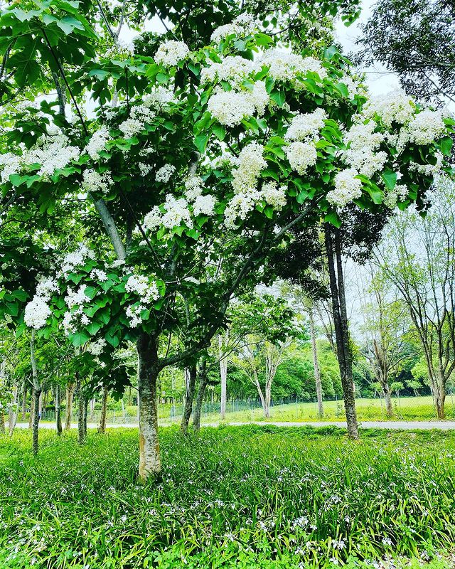 奧萬大 全台油桐花景點推薦│油桐花季,浪漫五月雪,全台賞油桐花秘境通通在這裡! 奧萬大 2023 暨南大學,油桐花景點