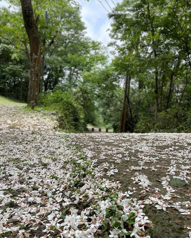 奧萬大 全台油桐花景點推薦│油桐花季,浪漫五月雪,全台賞油桐花秘境通通在這裡! 奧萬大 2023 油桐花,油桐花季,全台油桐花,油桐花景點,北部油桐花,中部油桐花,苗栗油桐花,南部油桐花,東部油桐花,台北油桐花,桃園油桐花,新竹油桐花,南投油桐花,嘉義油桐花,台中油桐花,彰化油桐花,雲林油桐花,台南油桐花,台東油桐花,花蓮油桐花,宜蘭油桐花