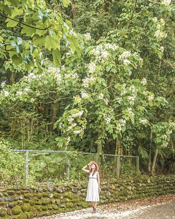 奧萬大 全台油桐花景點推薦│油桐花季,浪漫五月雪,全台賞油桐花秘境通通在這裡! 奧萬大 2023 油桐花,油桐花季,全台油桐花,油桐花景點,北部油桐花,中部油桐花,苗栗油桐花,南部油桐花,東部油桐花,台北油桐花,桃園油桐花,新竹油桐花,南投油桐花,嘉義油桐花,台中油桐花,彰化油桐花,雲林油桐花,台南油桐花,台東油桐花,花蓮油桐花,宜蘭油桐花