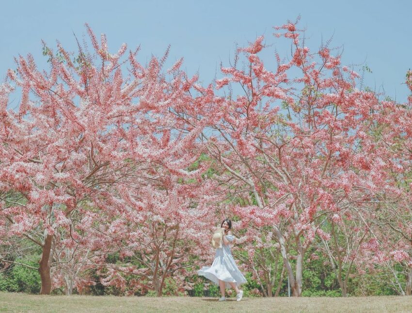 南投賞花 南投賞花攻略｜愛花人必收！南投一年四季必拍賞花秘境景點完整推薦 4 2024