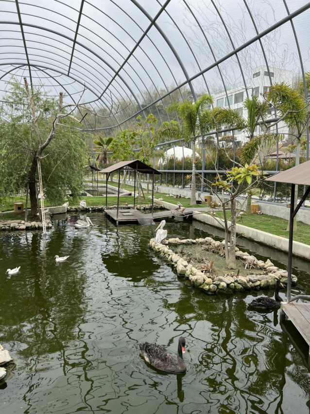 九九峰動物樂園｜亞洲最大鳥類主題動物園，和鳥兒近距離互動吧｜園區介紹、門票優惠、交通資訊 2 2024