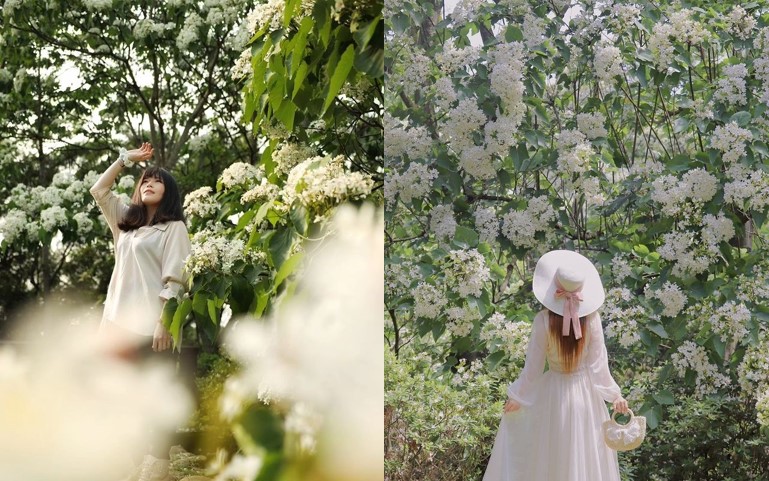 全台油桐花景點推薦｜油桐花季，浪漫五月雪，全台賞油桐花秘境通通在這裡！