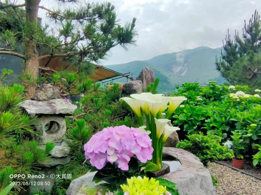 陽明山海芋繡球花季,陽明山繡球花季,繡球花季,繡球花,台北景點,陽明山景點,陽明山花季攻略,竹子湖海芋季,陽明山花季,繡球花,海芋,陽明山,陽明山景點