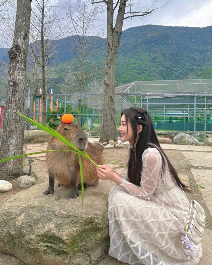 花蓮景觀餐廳｜推薦16間超好拍景觀咖啡廳、玻璃屋、動物農場，山景、海景隨你選！ 1 2024