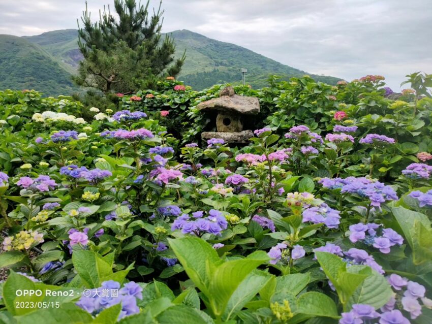 陽明山海芋繡球花季,陽明山繡球花季,繡球花季,繡球花,台北景點,陽明山景點,陽明山花季攻略,竹子湖海芋季,陽明山花季,繡球花,海芋,陽明山,陽明山景點