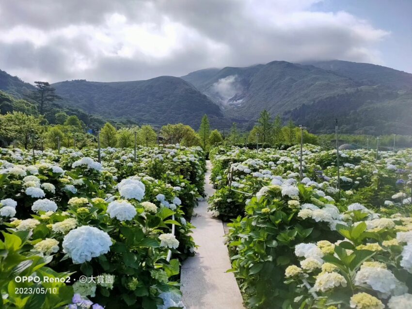 陽明山海芋繡球花季,陽明山繡球花季,繡球花季,繡球花,台北景點,陽明山景點,陽明山花季攻略,竹子湖海芋季,陽明山花季,繡球花,海芋,陽明山,陽明山景點