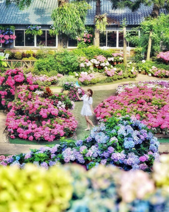 苗栗卓蘭【花露農場 】全台首座精油博物館，沉浸在四季繽紛花海享受午茶時光 18 2024