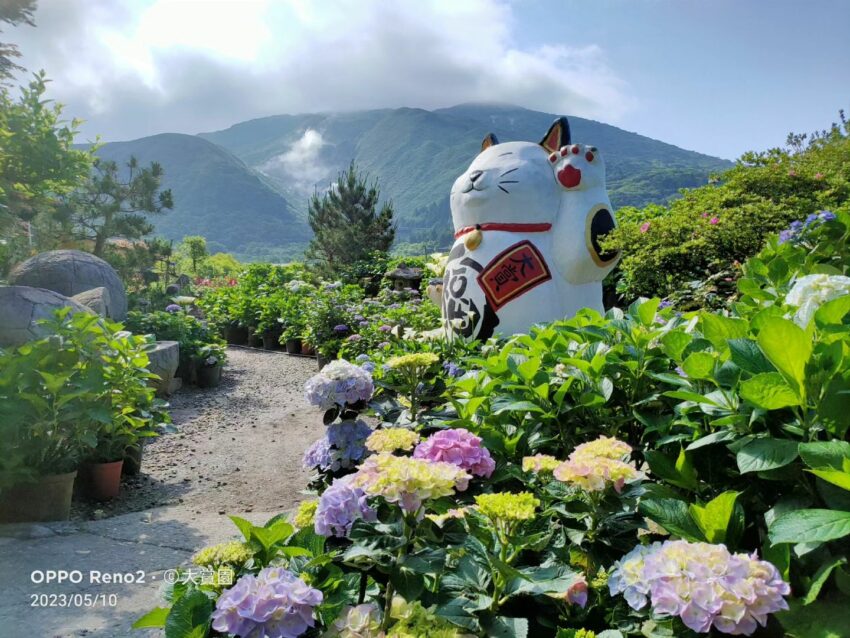 陽明山海芋繡球花季,陽明山繡球花季,繡球花季,繡球花,台北景點,陽明山景點,陽明山花季攻略,竹子湖海芋季,陽明山花季,繡球花,海芋,陽明山,陽明山景點