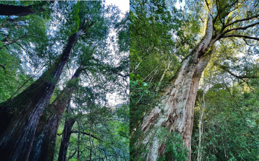 拉拉山國家森林遊樂區開園囉，100元逛整天，期間限定半價優惠門票這裡買！行程交通推薦懶人包