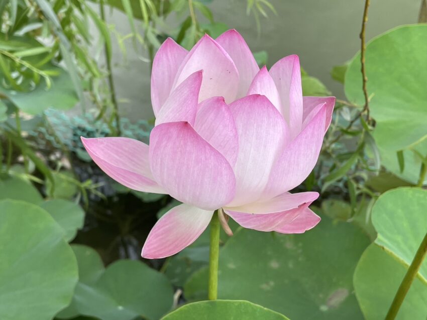 全台賞荷花景點｜夏日賞荷趣，精選10大荷花季景點，賞蓮花、荷花景點 4 2024