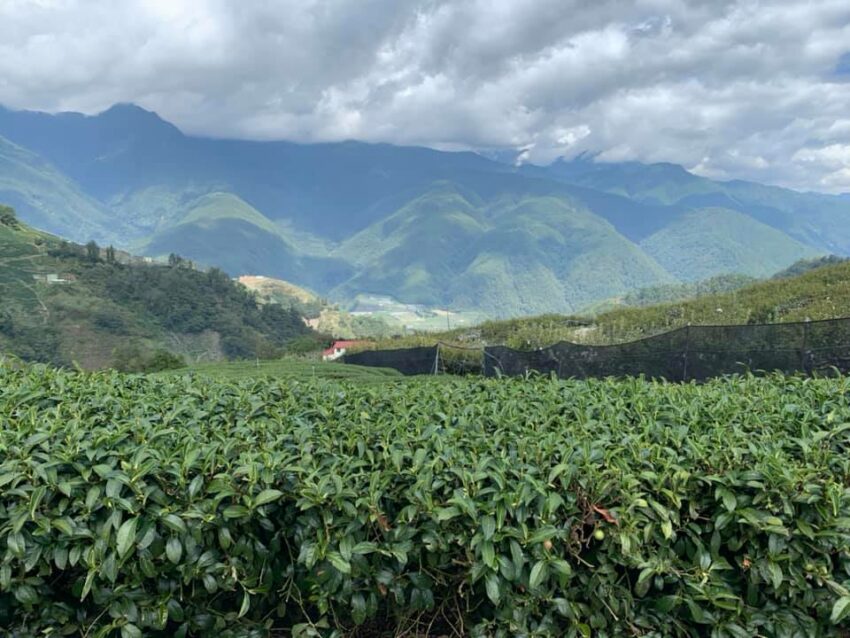 林吉園以茶會友館