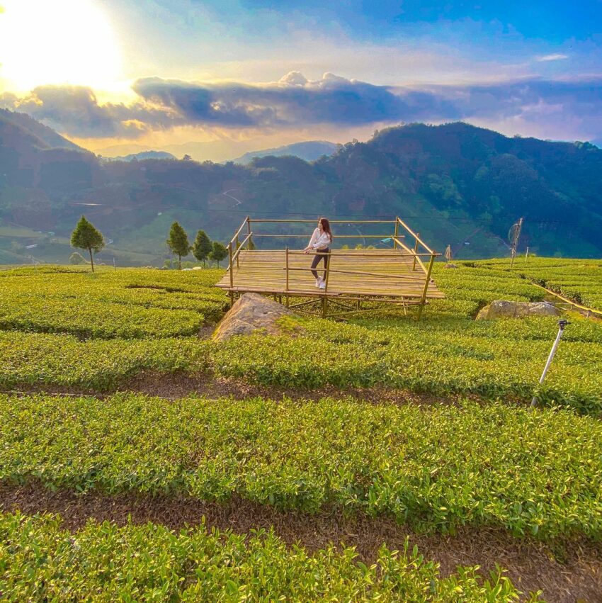 "位在嘉義縣梅山鄉太和村的大風嶺，又稱為大風埕觀日峰，被譽為全台最大最美茶園！因為這裡不僅擁有全台最大面積的連續茶園，在嶺頂觀日台更能360度的無敵展望象山、大塔山、草嶺、瑞里等群山，能觀看日出、也能觀看夕陽，而有所謂觀日峰的美名！抵達大風埕觀日峰的方法有兩種，第一個：googlemap大風埕觀日峰，在奮起湖與瑞里間的162甲公路，開到里程44.1K處停車場停車，再由44.2K入口上行往大風嶺，步行大概30分、長度1.5K步道可以到達。第二個：googlemap瑞太古道登山口，由古道最後的觀景亭叉出茶園，再順著茶園產道走30分可以抵達，整體從登山口至大風嶺頂單程約1.5小時。(參考<當白雲飄進藍天