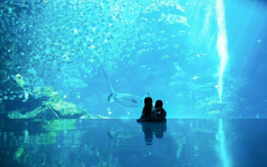 2023【Xpark桃園水族館】必看展區/門票優惠/交通及附近景點懶人包