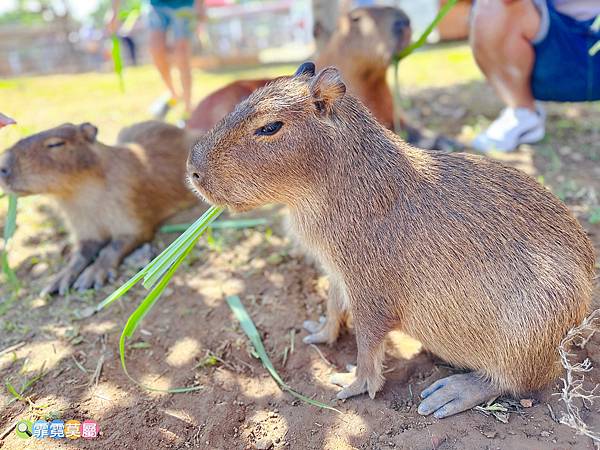 ★桃園景點★ 埔心牧場，最新亮點日式萌萌村開園了! 完整一日