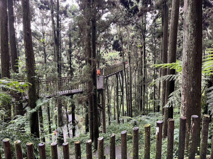 輕鬆乘台灣好行溪頭線，暢玩竹山溪頭趣！來場深度的知性之旅吧~ 42 2024