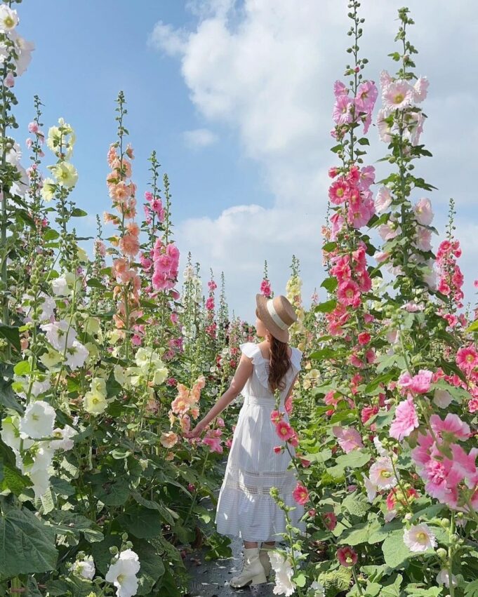 員林蜀葵花季 員林景點