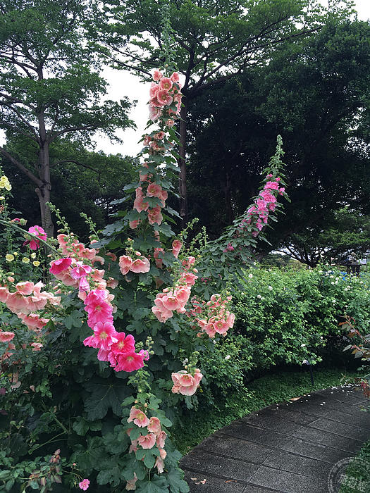 台北景點推薦臺北玫瑰園 玫瑰、天宮石斛、水石榕花枝招展中 21 2024