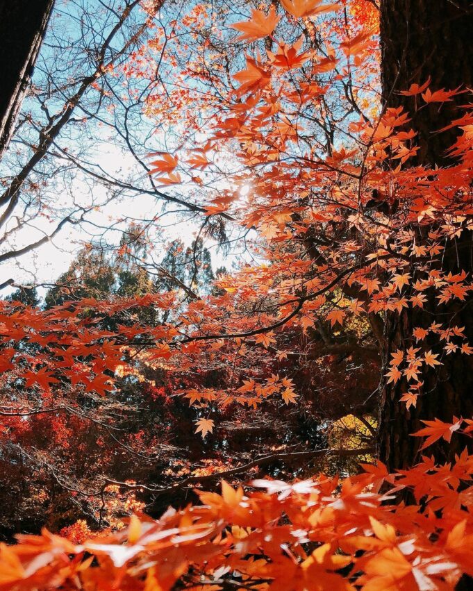 福壽山農場