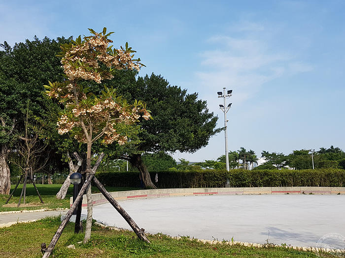 台北景點推薦臺北玫瑰園 玫瑰、天宮石斛、水石榕花枝招展中 37 2024