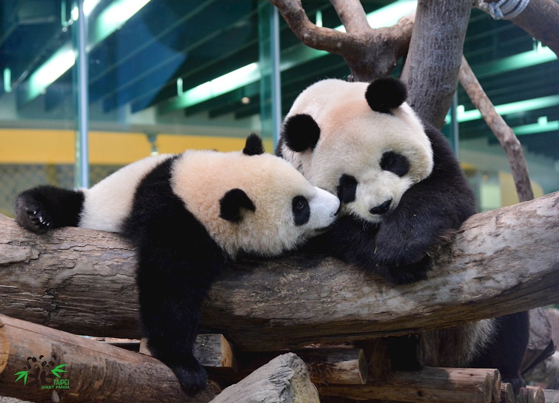 台北市,動物園,木柵動物園,臺北市立動物園,熊貓優惠,雙十八木,木柵,藝fun券店家,國旅券使用店家,台北市立動物園,台北動物園,新光證卷,動滋券使用店家,新光國小,貓熊,熊貓客服,農遊券使用店家,木柵美食,動物園門票,壽山動物園預約,企鵝英文,zoo,icash 2.0,2021動滋券使用店家,木柵動物園門票,國旅券使用店家查詢,台灣昆蟲館,熊貓優惠卷,熊貓客服電話,臺北市,taipei zoo,熊貓優惠券,藝fun券使用店家,動物英文,孟加拉貓,panda 優惠,壽山動物園門票,動滋券使用店家台中,動滋券店家,沙漠駱駝,伊貝特,台北木柵動物園,藝fun券使用店家查詢,7-11 啤酒,熊貓 優惠,新竹動物園門票,一木日,動物園營業時間,動滋券使用範圍,熊貓客服電話2022,台中動物園,國旅券官網,衛生棉 英文,2022動滋券使用店家,熊貓客服電話2021,台灣動物園,麥當勞營業時間,台北市動物園,熊猫,藝fun券買什麼,非洲小孩,實習生 英文,國旅券登記,新竹昆蟲館,木柵動物園營業時間,滿意寶寶集點,鴕鳥 英文,台北動物園門票,2021藝fun券店家,熊貓折扣,動滋券使用店家查詢,農遊券抽獎,藝fun券使用時間,熊貓關站,戀戀天湖,園遊會 英文,99峰動物園,昆蟲 英文,國旅券 餐券,夜間動物園,木柵動物園天氣即時影像,國旅券申請,螢火蟲 英文,教師節快樂英文,鸚鵡價格,生日優惠餐廳台北,禮拜一夜市,科工館門票,動物圖片,麥當勞 漲價,熊貓申請,投票幾點開始,7-11啤酒,壽星 英文,藝fun券餐廳,滿月圓門票,快樂鳥窩,動物園夜間,谷關天氣即時影像,國旅券吃飯,動滋券2021使用店家,國 旅券 使用 店家,麥當勞分享餐2022價格,sika,壽山動動園門票,打折 英文,國旅券使用限制,壽星優惠2022台北,10月,木柵動物園交通,木柵動物園停車場,木柵動物園停車,木柵動物園門票,木柵動物園營業時間,貓熊,無尾熊,企鵝,馬來貘,獅子,老虎,黑熊,長頸鹿,斑馬,鴕鳥,動物園地圖,木柵動物園地圖,臺北市立動物園地圖,台北市立動物園地圖,台北動物園地圖,台北市立動物園 熊貓 貓熊