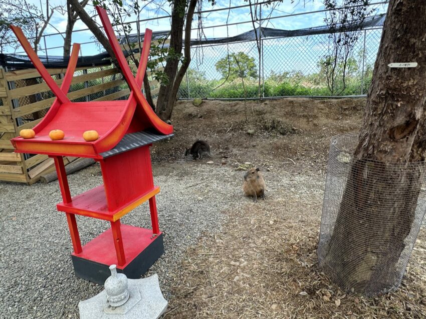2024嘉義新景點,好玩又好萌的【咩咩上樹萌寵樂園】等你來體驗,最新門票優惠與園區資訊懶人包