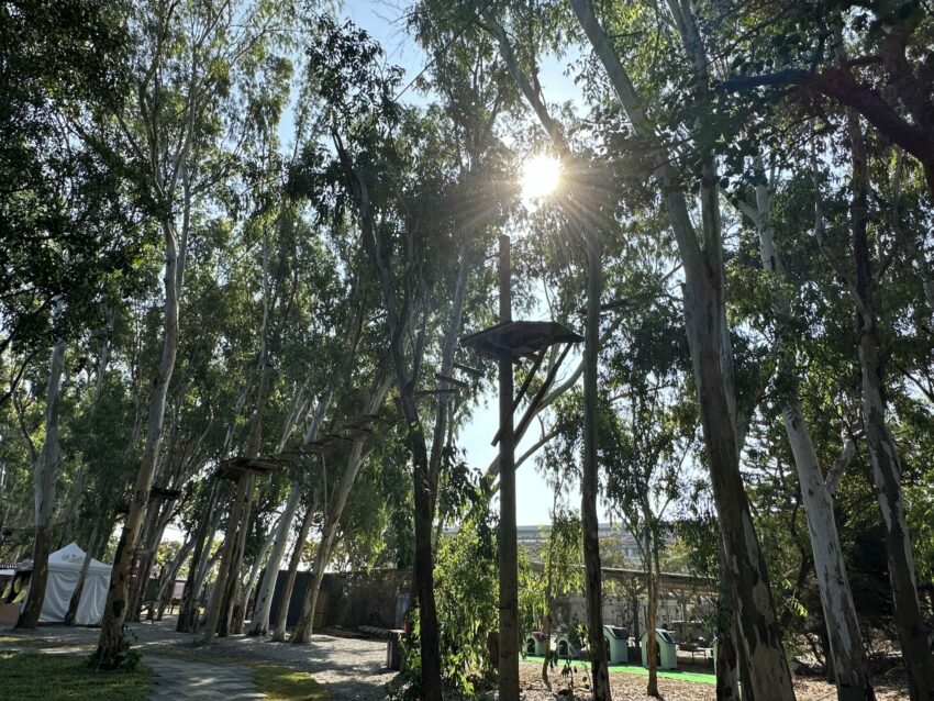 2024嘉義新景點,好玩又好萌的【咩咩上樹萌寵樂園】等你來體驗,最新門票優惠與園區資訊懶人包