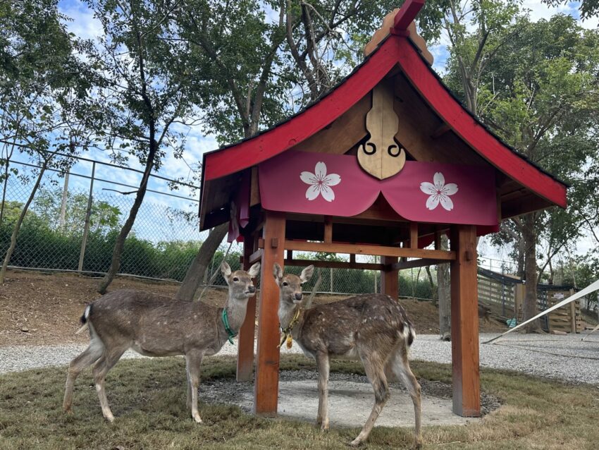 2024嘉義新景點,好玩又好萌的【咩咩上樹萌寵樂園】等你來體驗,最新門票優惠與園區資訊懶人包