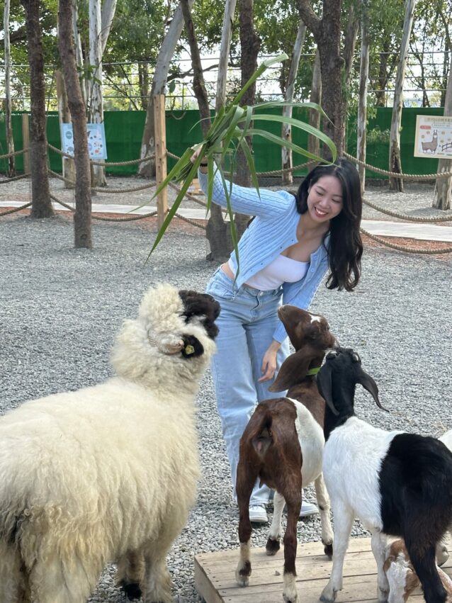 2024嘉義新景點,好玩又好萌的【咩咩上樹萌寵樂園】等你來體驗,最新門票優惠與園區資訊懶人包