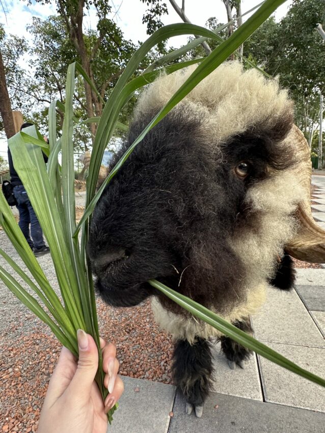 2024嘉義新景點,好玩又好萌的【咩咩上樹萌寵樂園】等你來體驗,最新門票優惠與園區資訊懶人包