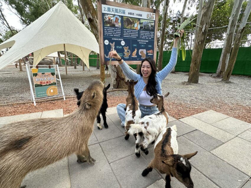 2024嘉義新景點,好玩又好萌的【咩咩上樹萌寵樂園】等你來體驗,最新門票優惠與園區資訊懶人包