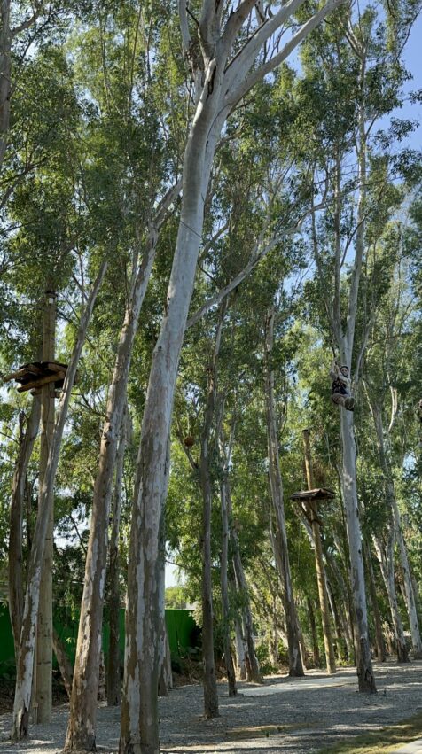 2024嘉義新景點,好玩又好萌的【咩咩上樹萌寵樂園】等你來體驗,最新門票優惠與園區資訊懶人包