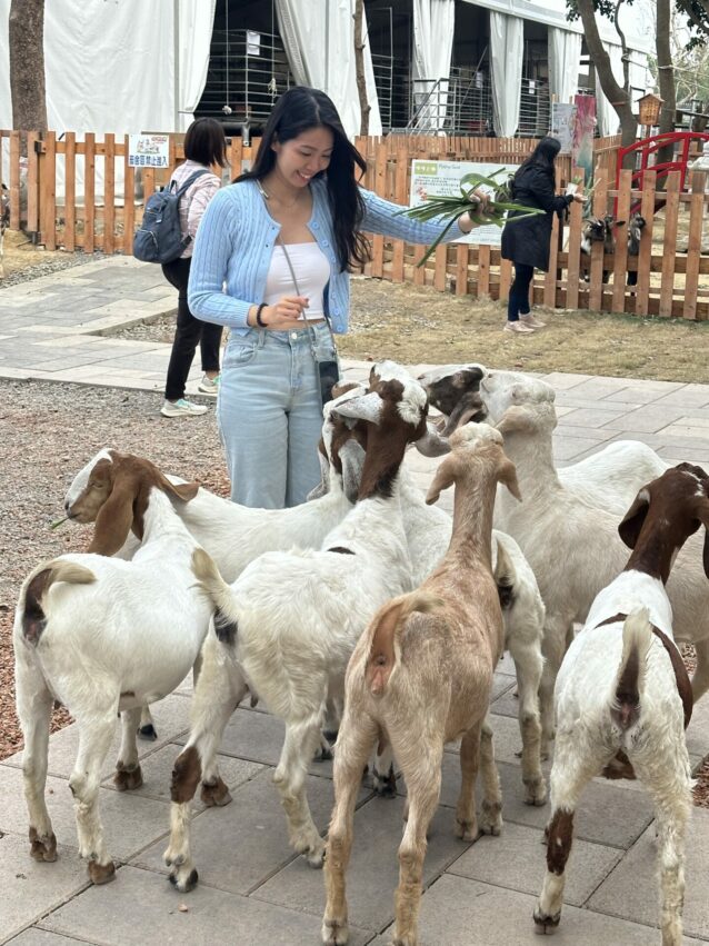 2024嘉義新景點，好玩又好萌的【咩咩上樹萌寵樂園】等你來體驗，最新門票優惠與園區資訊懶人包