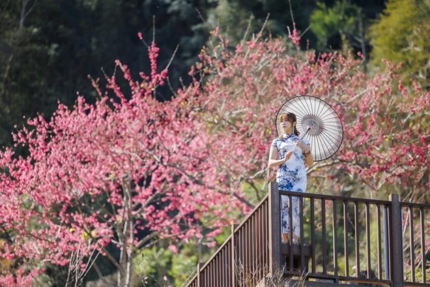 南投賞花攻略｜愛花人必收！南投一年四季必拍賞花秘境景點完整推薦 8 2024