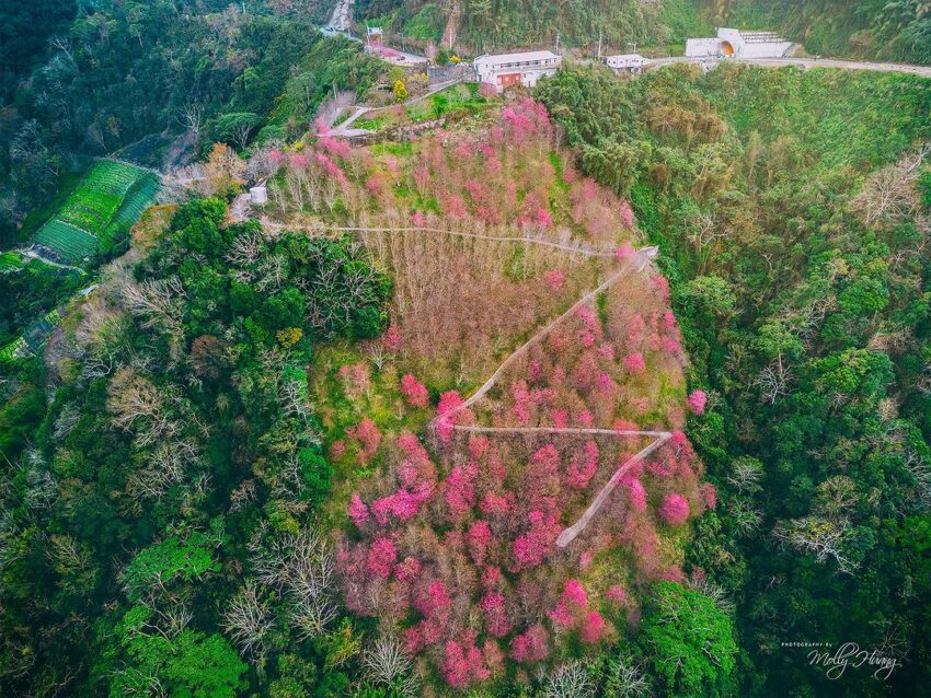 望高茶園