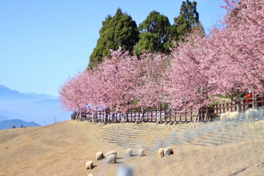 2024清境農場門票、清境一日遊景點推薦、清境火把節/奔羊節/櫻花季全攻略 15 2024