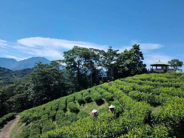 【南投茶香一日遊】從茶園到茶席的深度體驗,悠遊山林、品味茶香 南投茶葉產業歷史悠久且品質卓越,是台灣重要的茶葉生產地之一。南投茶葉因地勢與氣候的得天獨厚,造就了茶葉風味的多樣性,不論是清香高雅的烏龍茶、還是濃郁飽滿的紅茶,南投優質的茶葉深受茶客的青睞。每年一度的南投茶業博覽會更是吸引來自各地的茶葉愛好者,展出當地優質茶品,並透過一系列活動讓民眾親身感受南投茶業的獨特魅力。除了茶業博覽會外,南投還設有多個茶文化相關的休閒農業區,讓民眾不僅能欣賞美景,還能親自參與豐富的農遊體驗,遊客可以動手製作茶球、體驗揉茶過程,甚至品嚐不同茶葉的香氣與風味。無論是想要了解茶葉製作的奧妙,還是單純享受與大自然的親密接觸,歡迎大家親臨這片茶香四溢的山林,體驗南投的茶文化與農業風情。