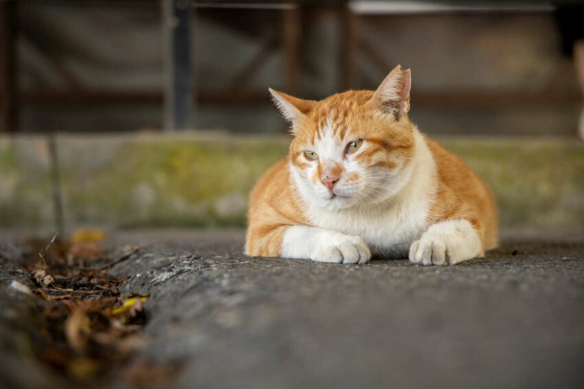 猴硐貓村、九份旅遊