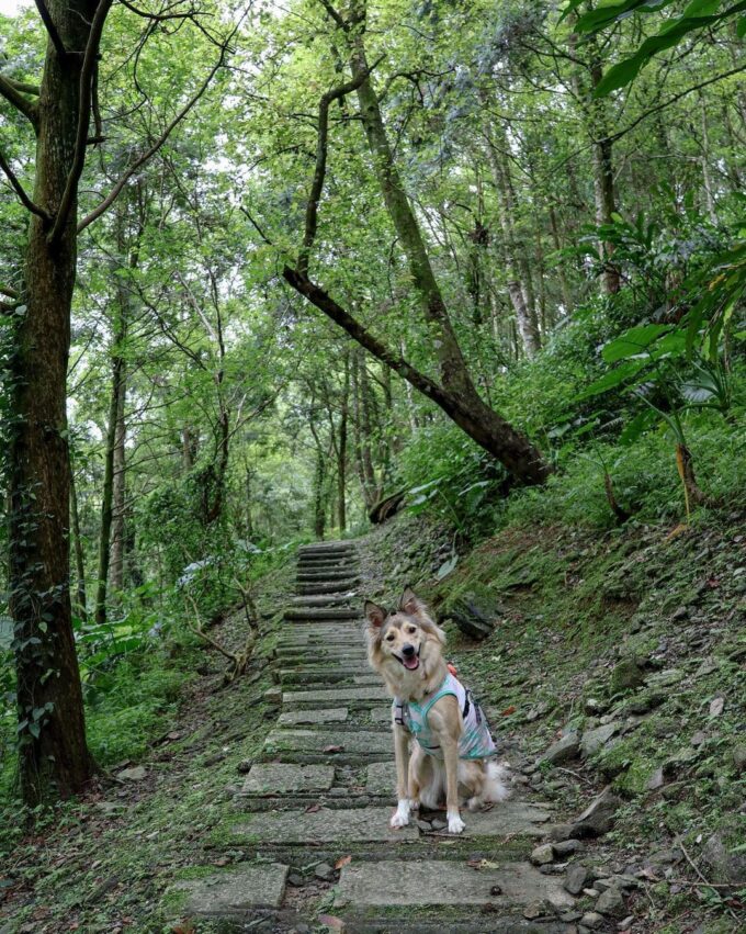 池南國家森林遊樂區 步道 寵物友善
