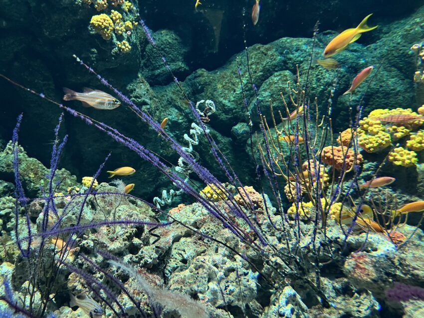 xpark 珊瑚潛行