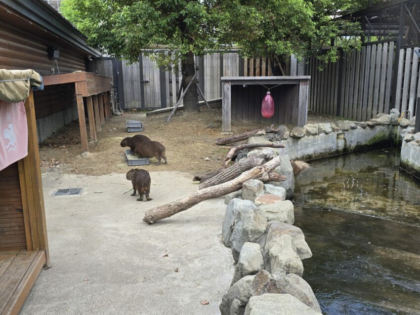 【Xpark水族館】全新活動搶先看！桃園水族館必逛展區/如何購票/美食餐廳/夜宿懶人包