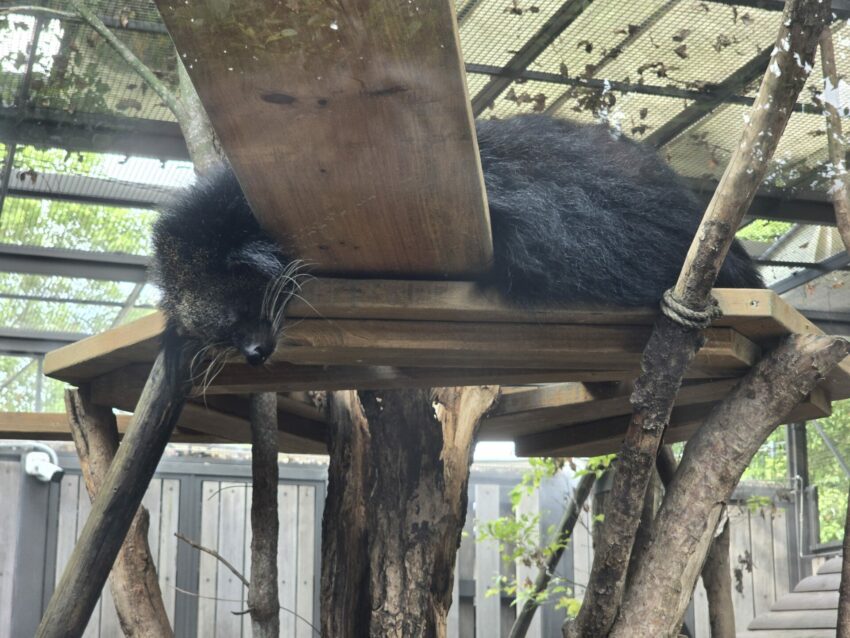 【Xpark水族館】全新活動搶先看！桃園水族館必逛展區/如何購票/美食餐廳/夜宿懶人包
