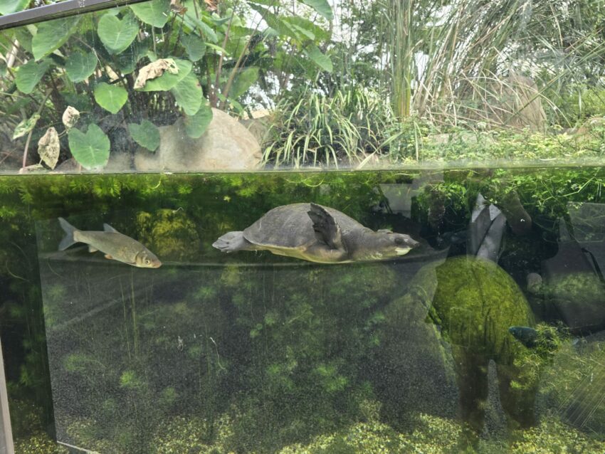 【Xpark水族館】全新活動搶先看！桃園水族館必逛展區/如何購票/美食餐廳/夜宿懶人包