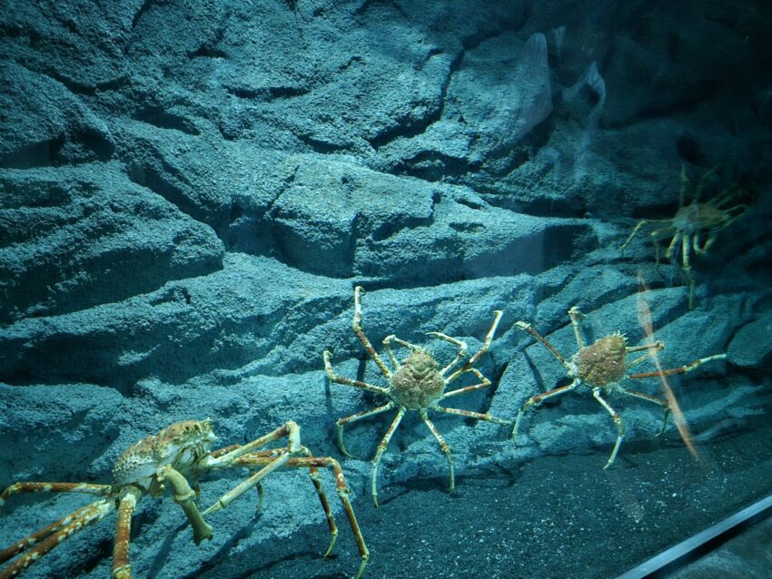 【Xpark水族館】全新活動搶先看！桃園水族館必逛展區/如何購票/美食餐廳/夜宿懶人包