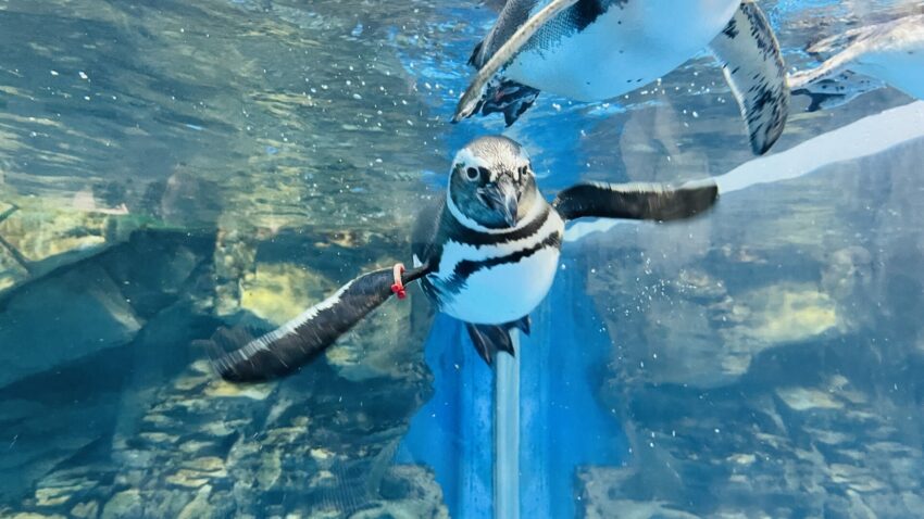【Xpark水族館】全新活動搶先看！桃園水族館必逛展區/如何購票/美食餐廳/夜宿懶人包