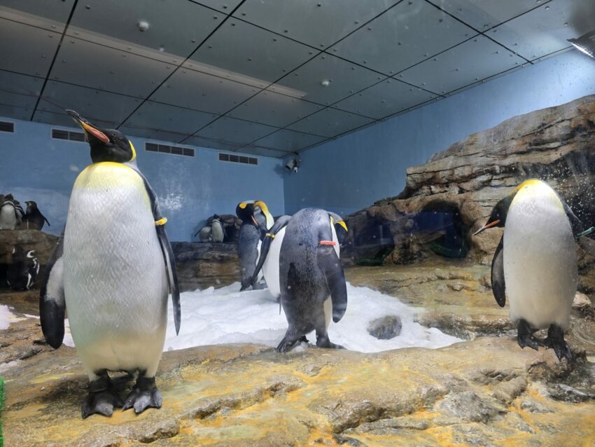 【Xpark水族館】全新活動搶先看！桃園水族館必逛展區/如何購票/美食餐廳/夜宿懶人包